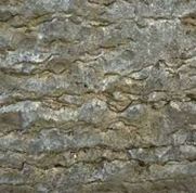 Bioturbated Limestone