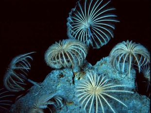Modern Crinoids are animals, organisms with a nervous system, and the larvae are capable of swimming freely before metamorphosing to the sessile form seen in this photo.