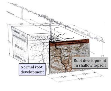 Root development through soil