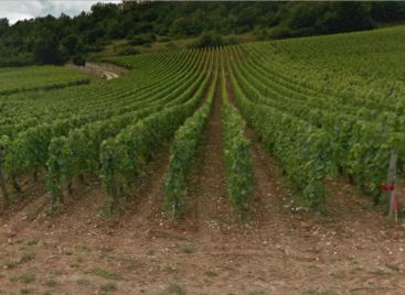 One of Vogue's parcels of Musigny denuded of all grass. While there is no denying the quality of the wine today, what of the vineyard in the future? photo: googlemaps