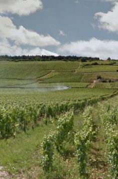 Vosne-Romanée Les Damaudes, sitting upon the upper-most slope, with a 12% grade had equal parts clay and gravel in 2004. This is despite already having lost 54mm depth of clay sized particle since 1952. In the foreground, Vosne Malconsorts is allowed to grow it's grass in June of 2012. photo: googlemaps